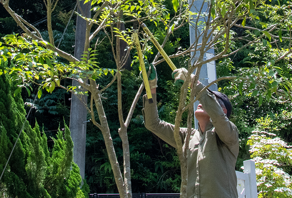 伐採・除草・防草対策